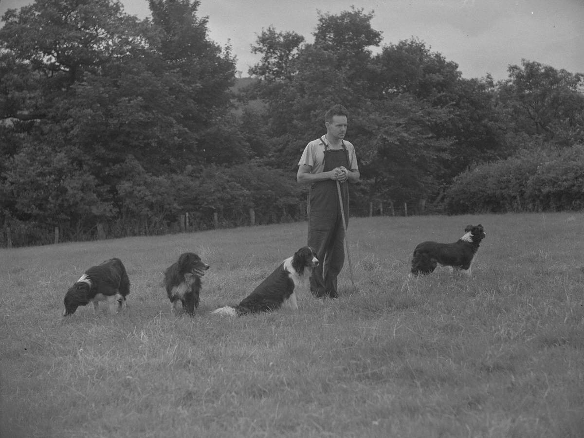 Shepherd and Dogs