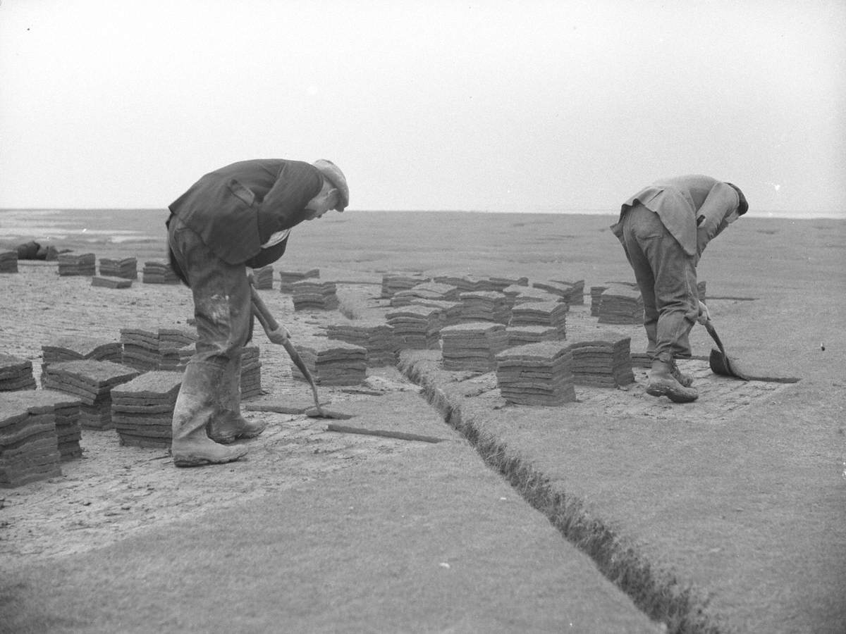 Lifting Turfs at Flookburgh