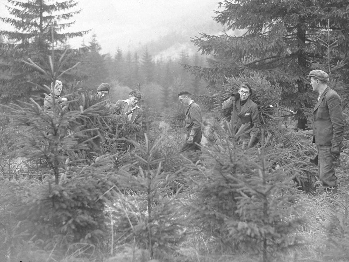 Forestry Work at Thirlmere