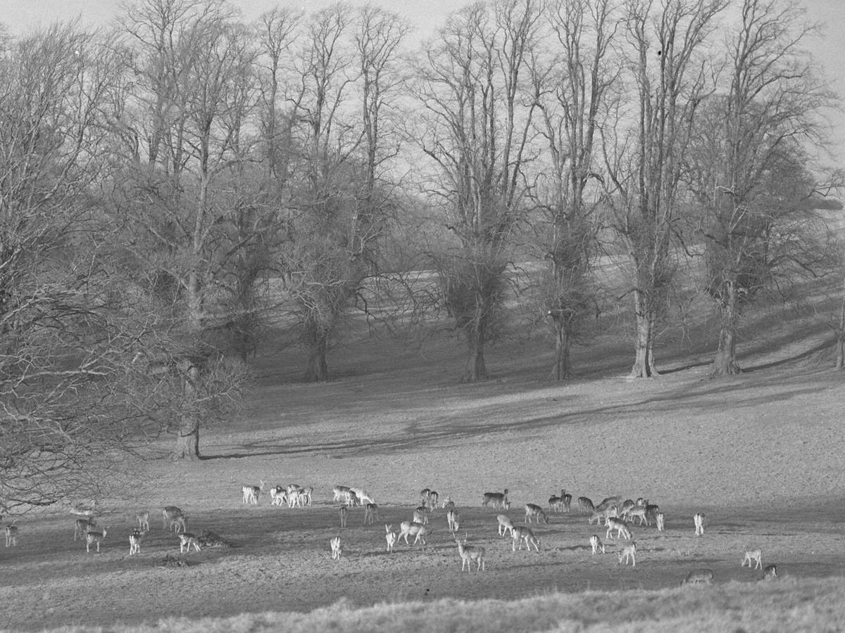 Deer at Dallam