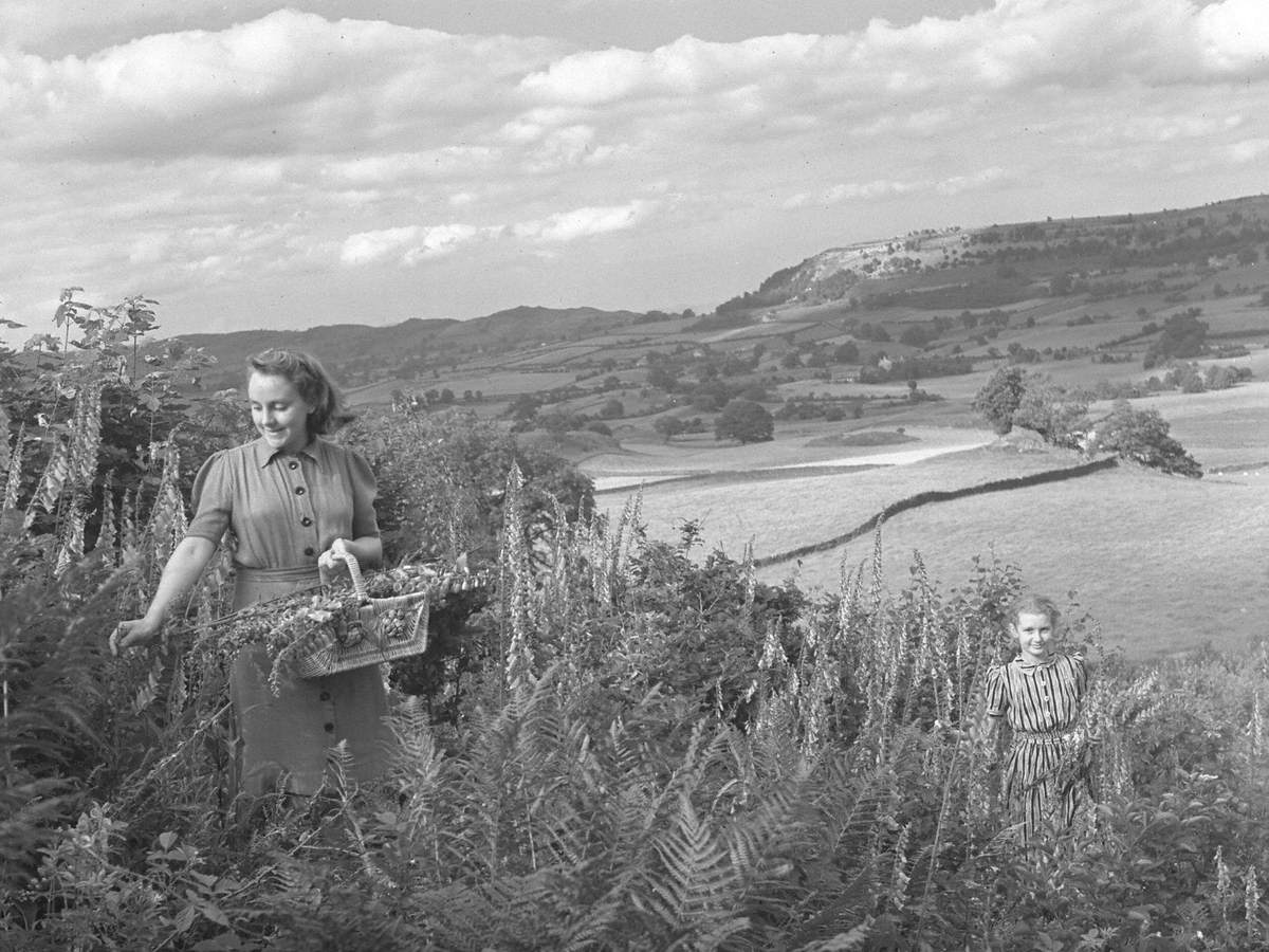 Picking Wild Flowers in the Winster Valley