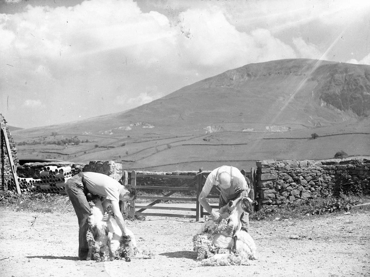 Shearing at Thirlmere