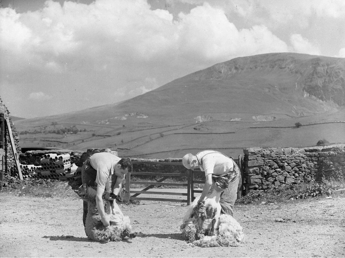 Shearing at Thirlmere