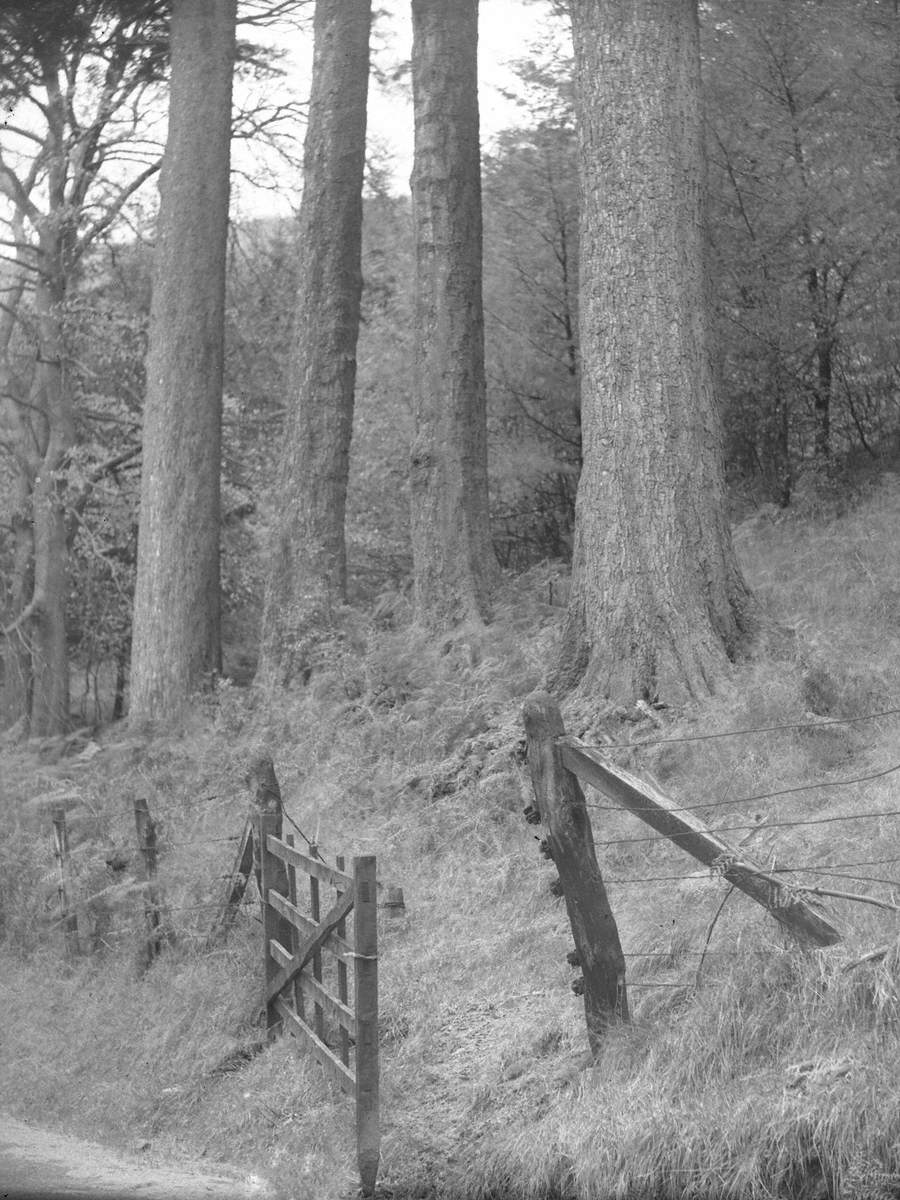 Open Gate and Tree Trunks