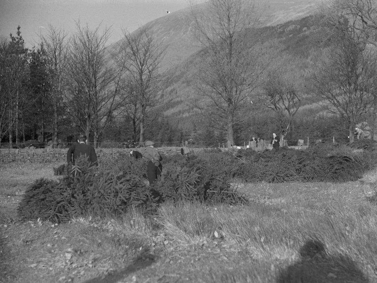 Christmas Trees at Thirlmere