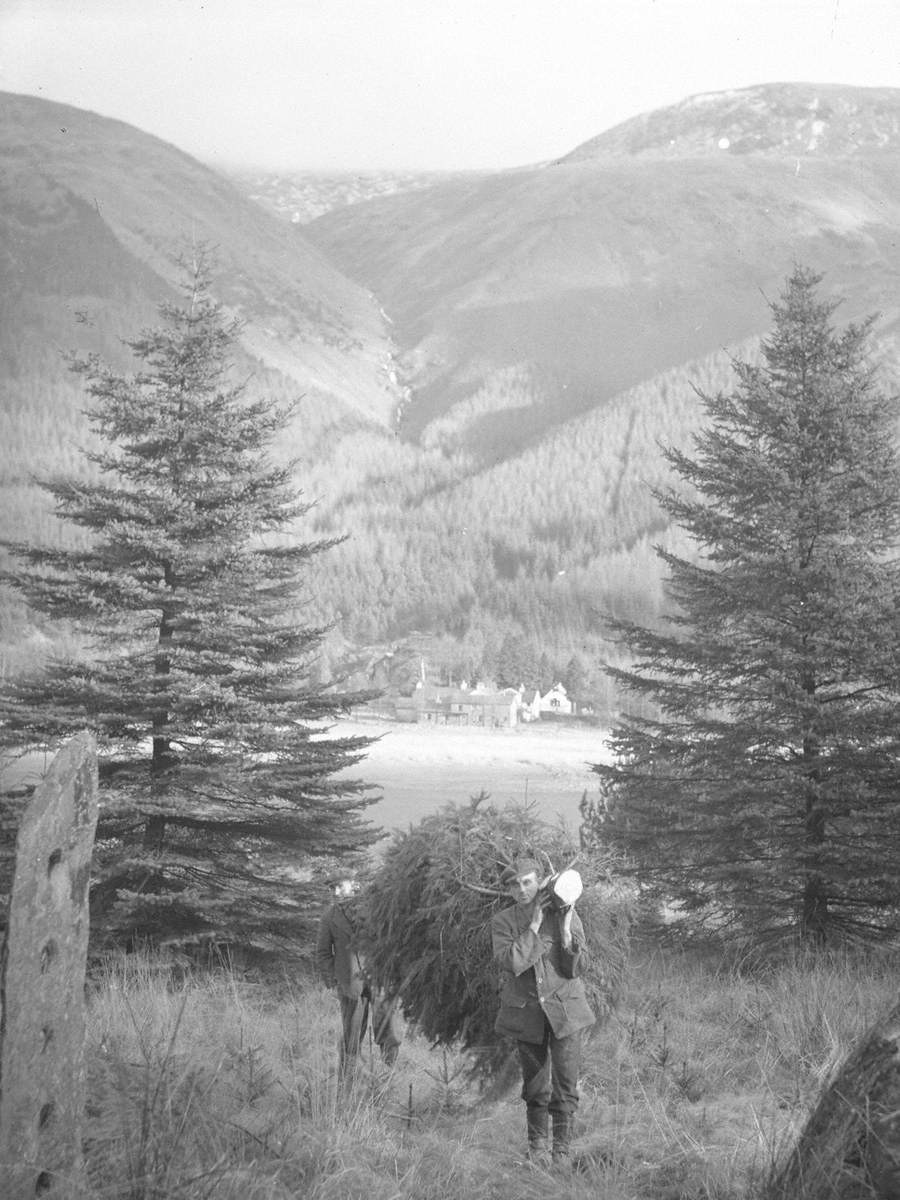 Carrying a Tree