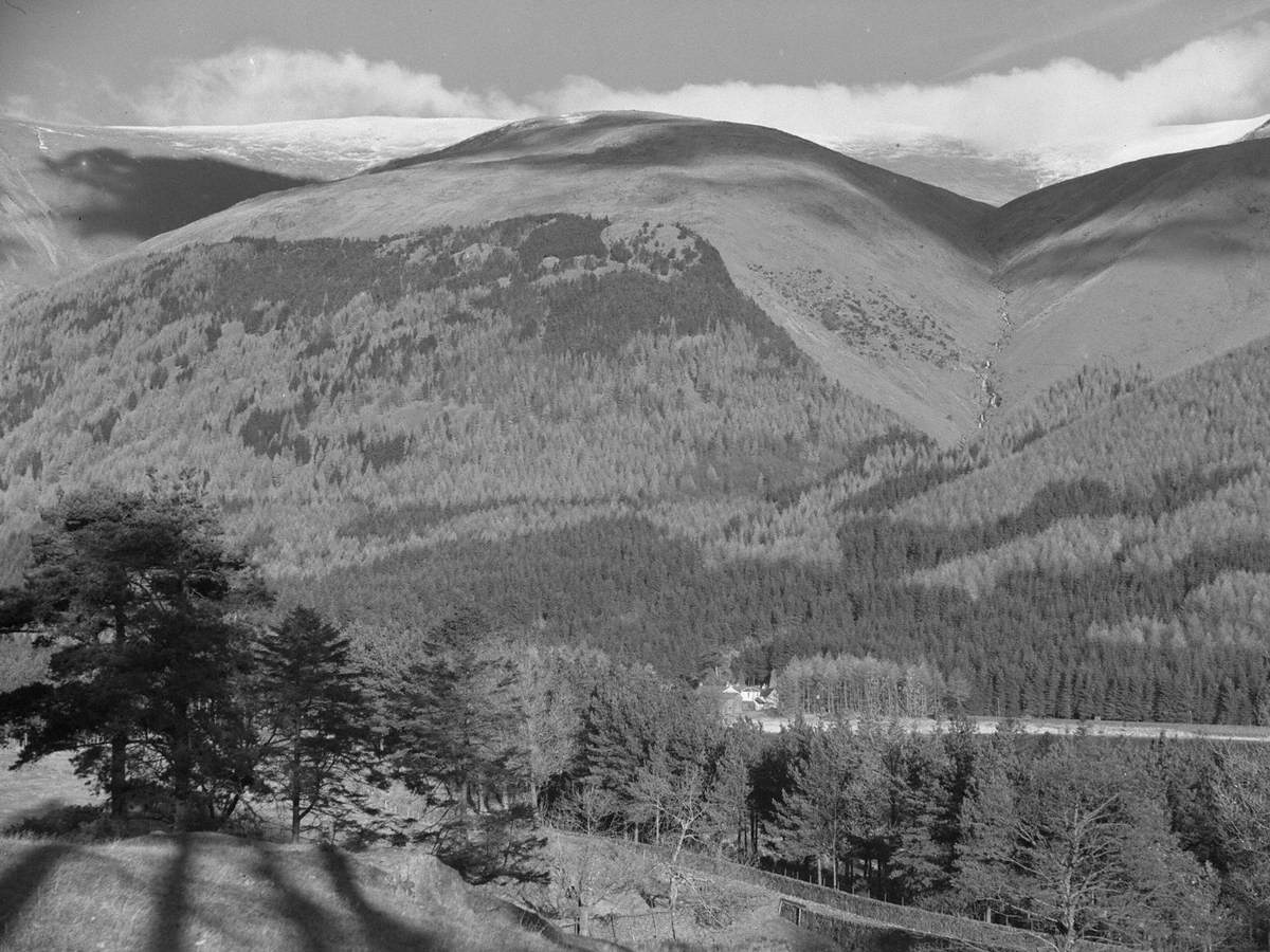 Thirlmere Plantation