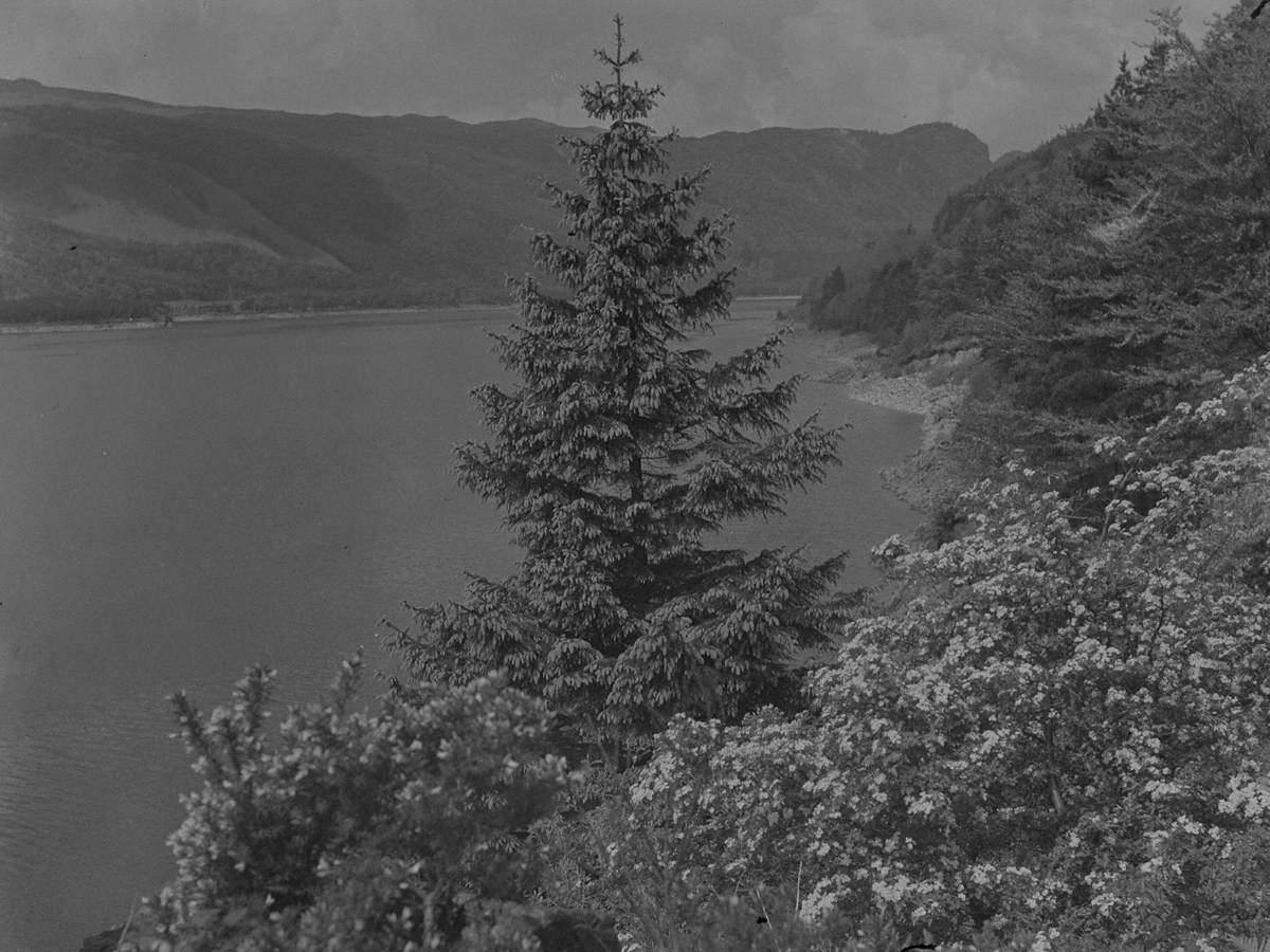 Looking Down on Thirlmere