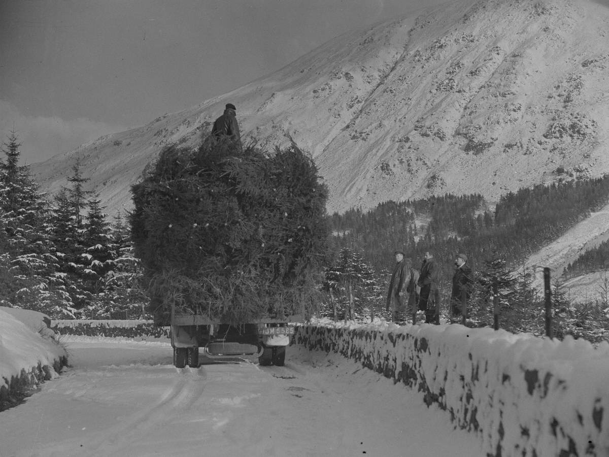 Lorry Loaded with Trees in Snow