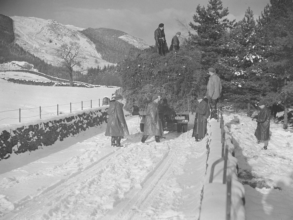 Lorry Loaded with Trees in Snow