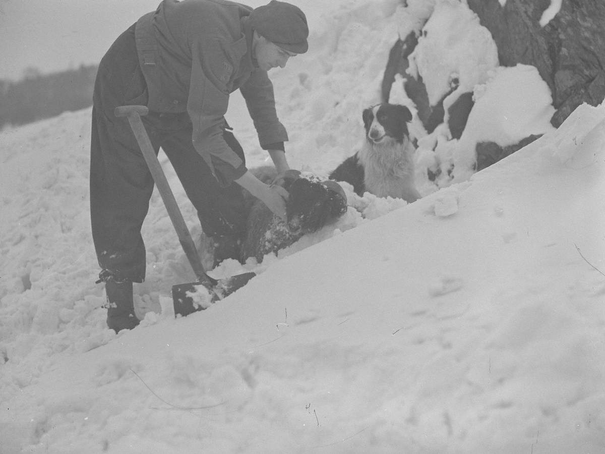 Sheep Rescue at Thirlmere