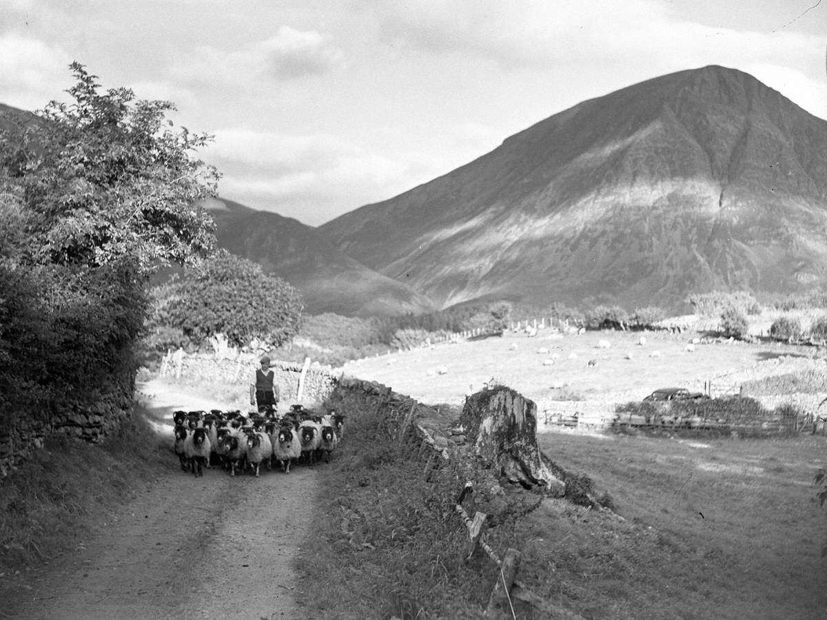 Herding Sheep at Loweswater