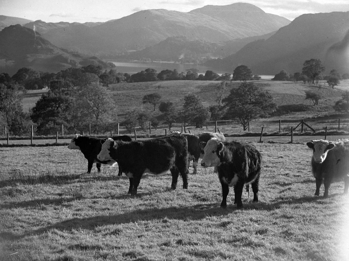 Cows in Field at Ullswater