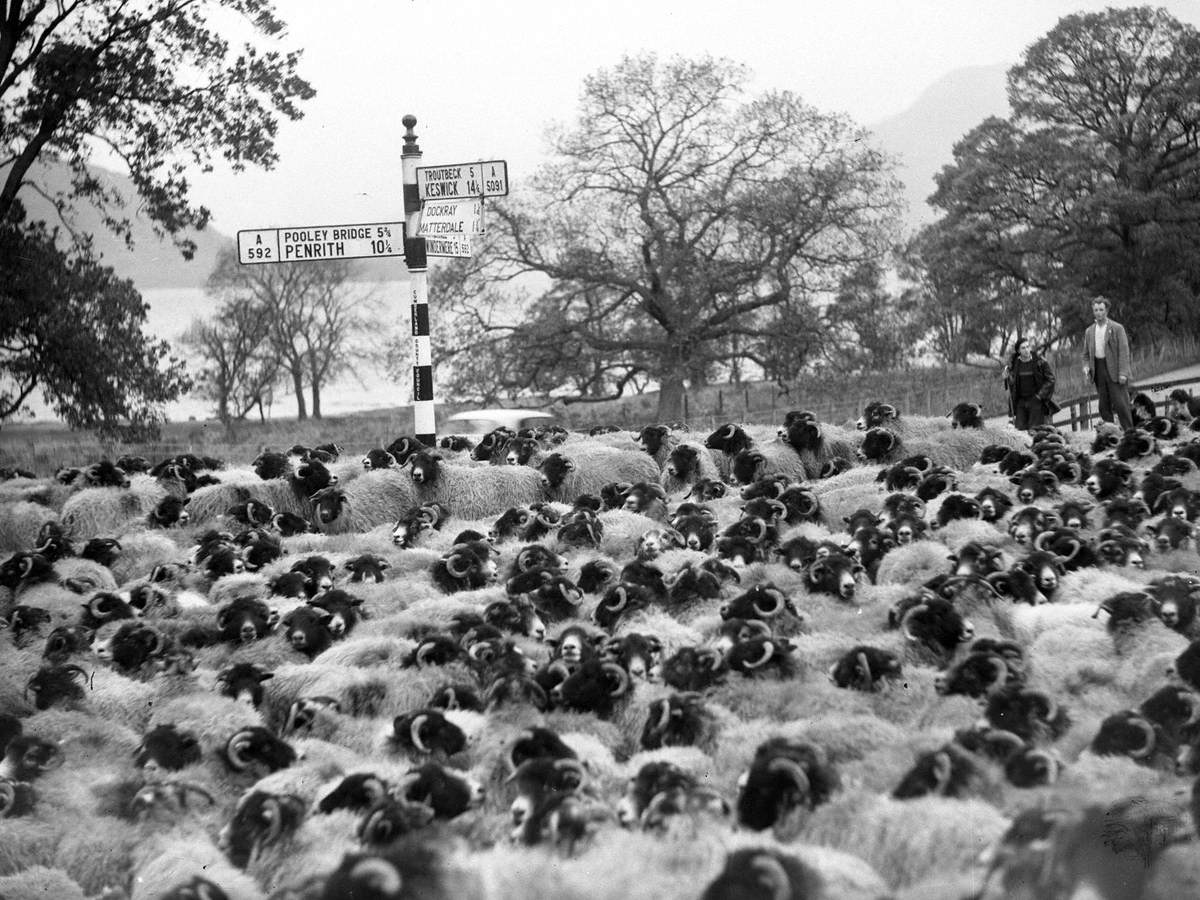 Sheep by Ullswater