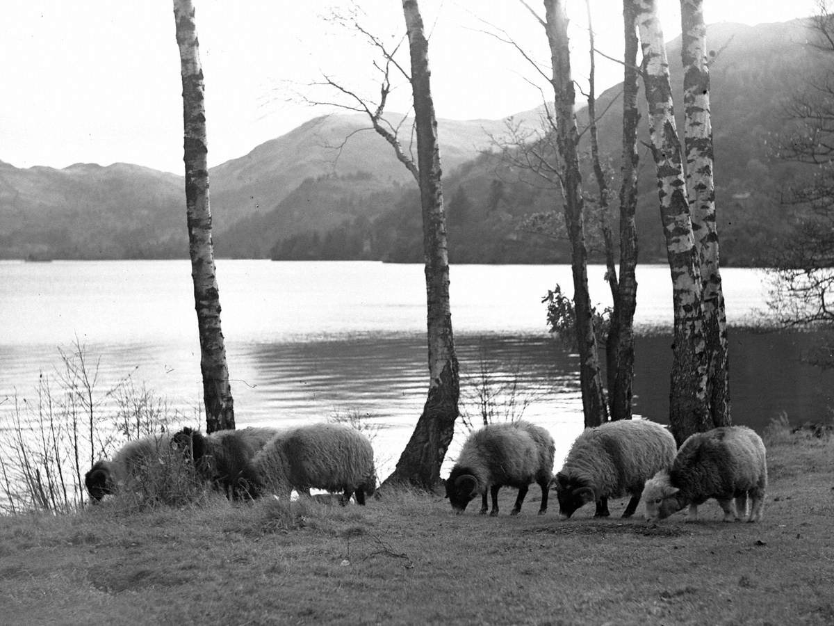 Sheep Grazing, Ullswater