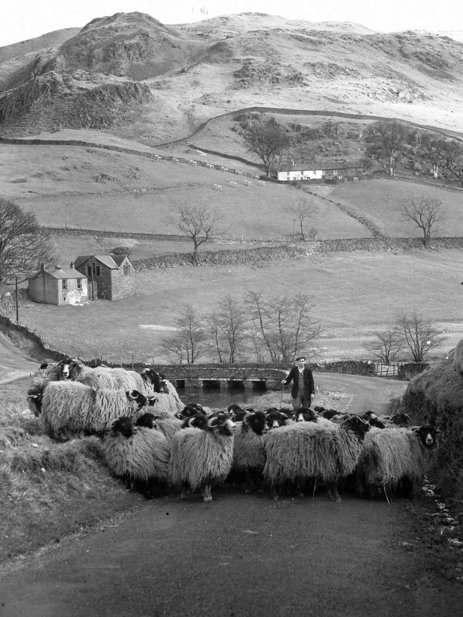 Sheep Herding at Ullswater