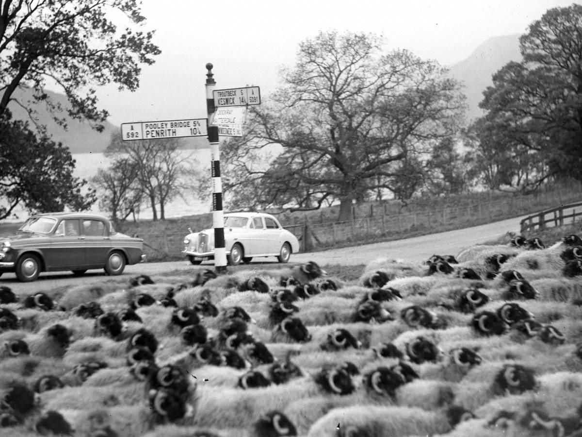 Sheep at Ullswater