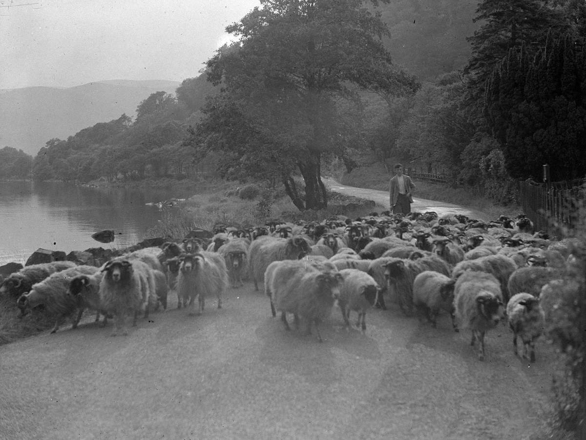 Herding Sheep at Ullswater