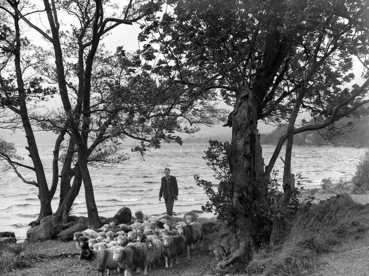 Herding Sheep at Ullswater