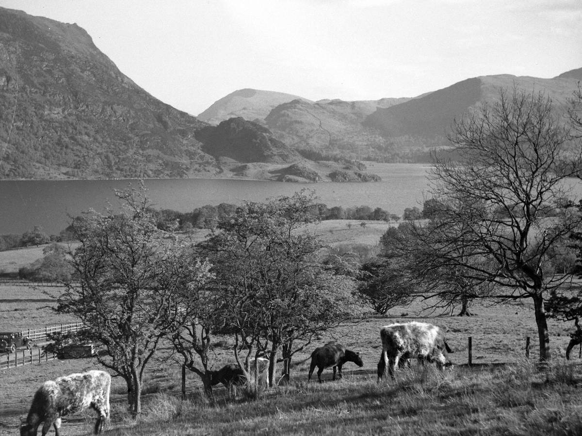 Cattle Grazing at Ullswater