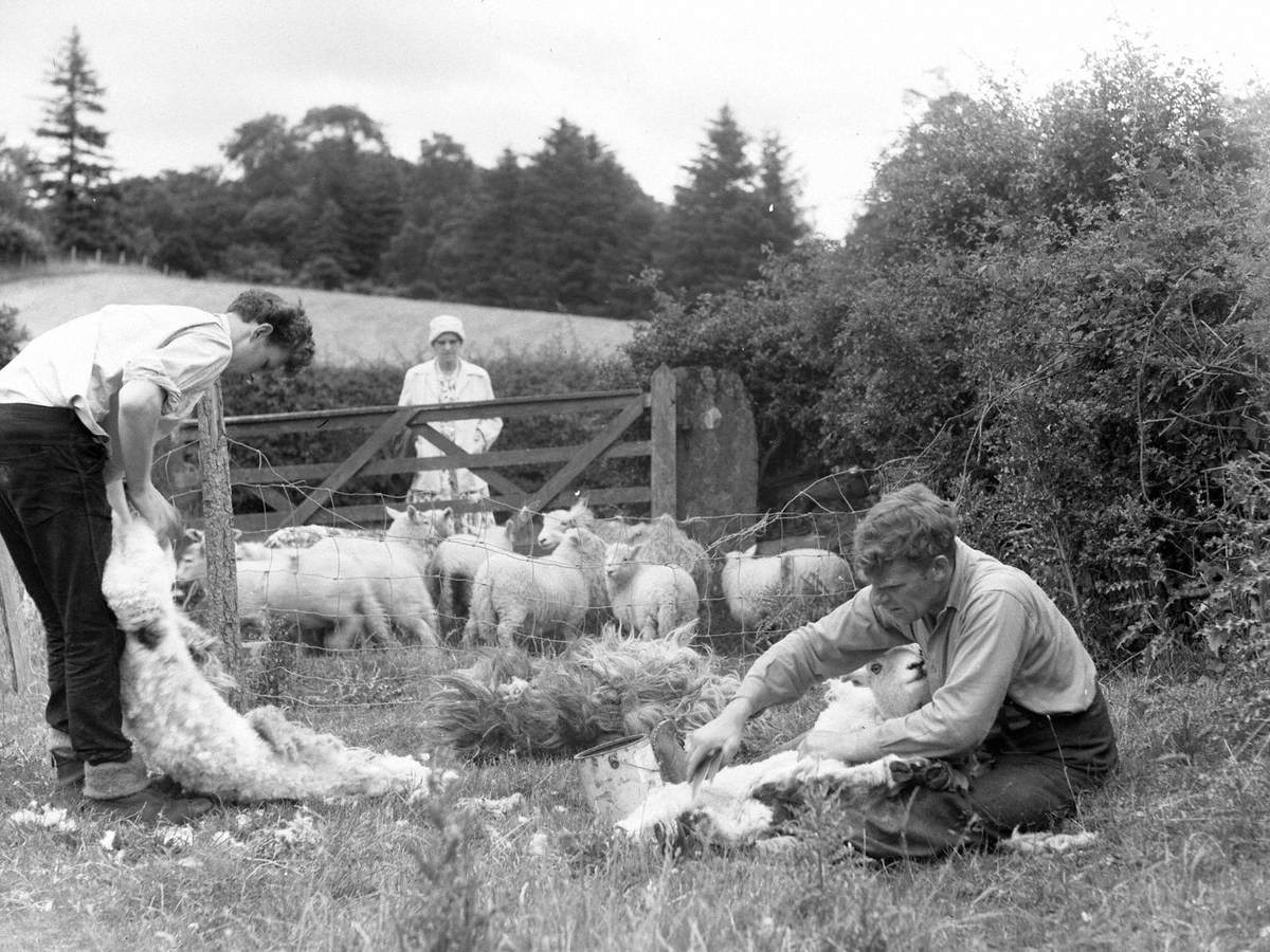 Shearing Sheep | Art UK