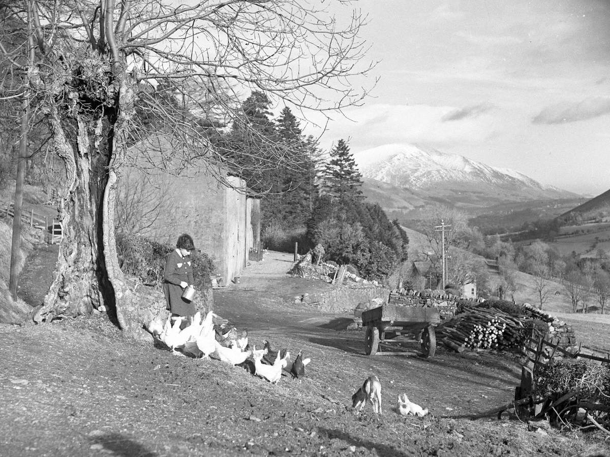 Feeding Poultry, Keswick