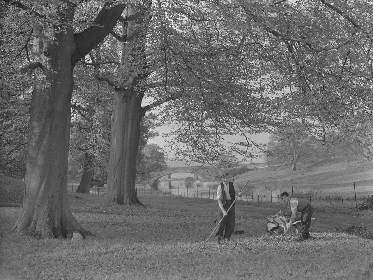 Tom Pricket and Biagio Capasso, an Italian POW Raking Leaves