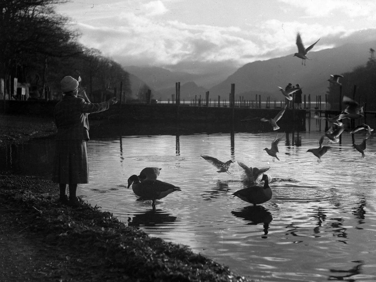 Feeding Birds at Keswick