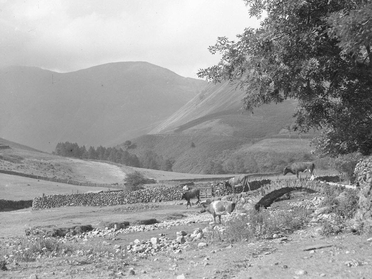 Cattle Crossing Stream at Wastwater