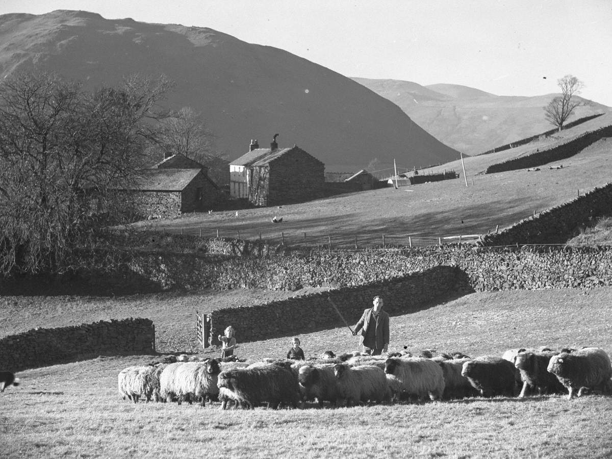 Sheep Farming in Martindale