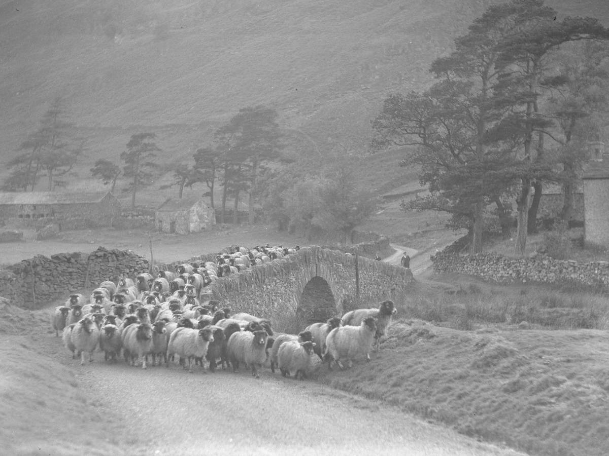 Sheep Herding at Martindale