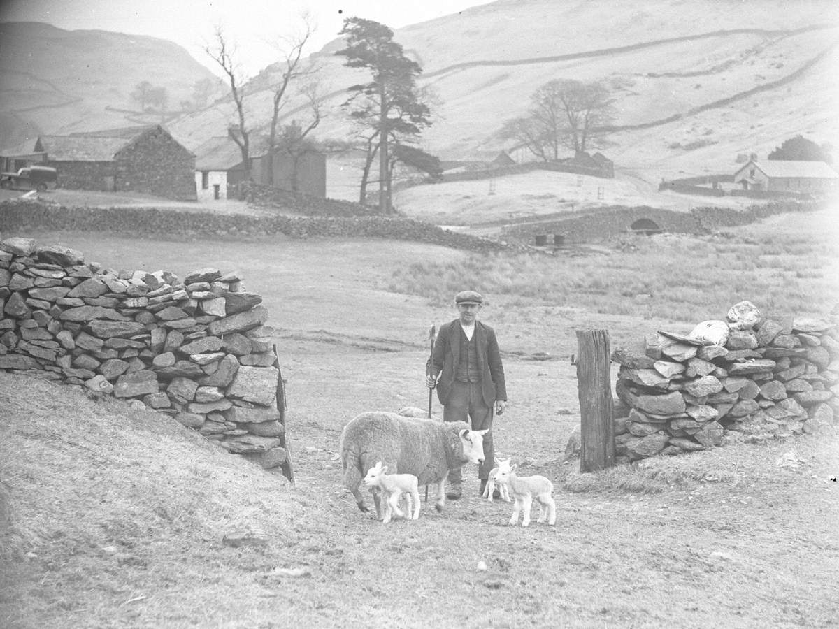 Shepherd at Martindale