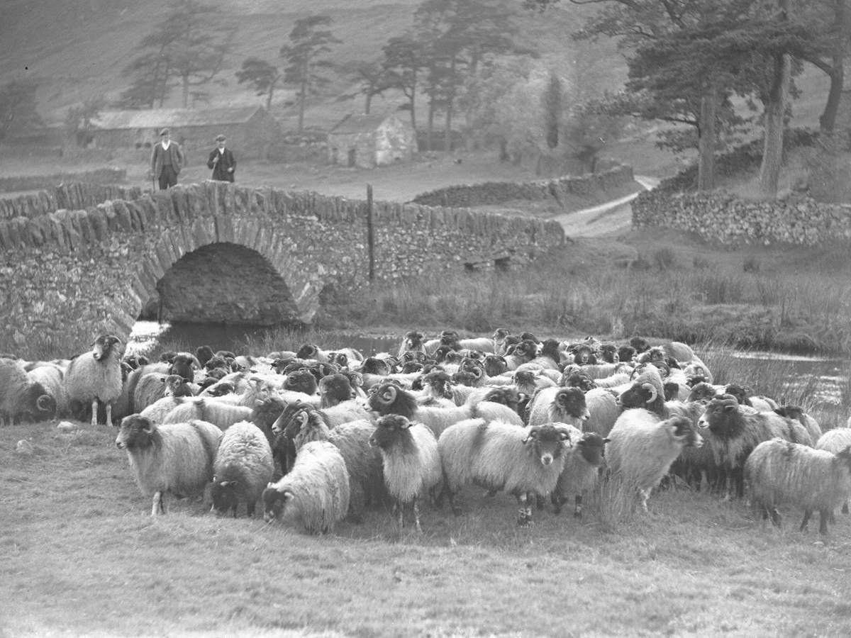 Sheep in Martindale