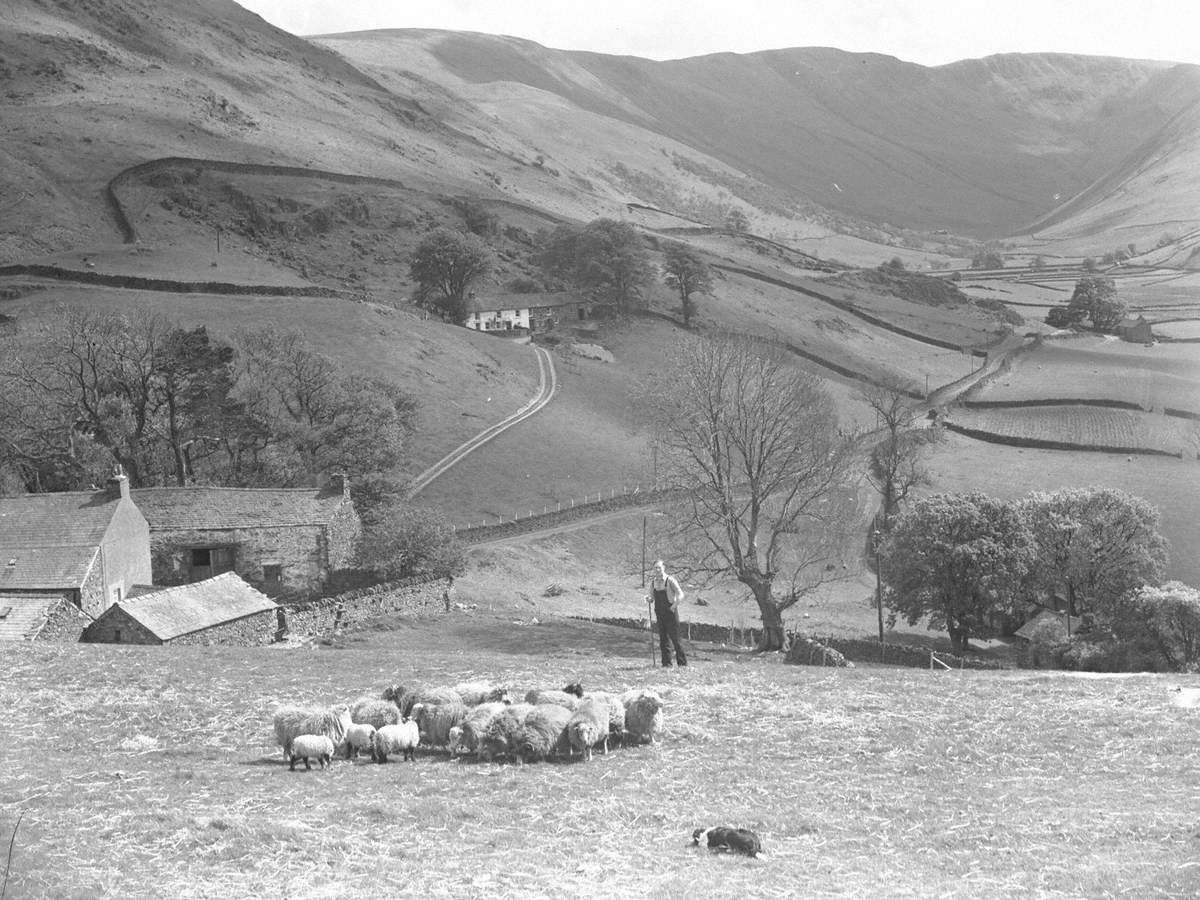 Sheep in Martindale