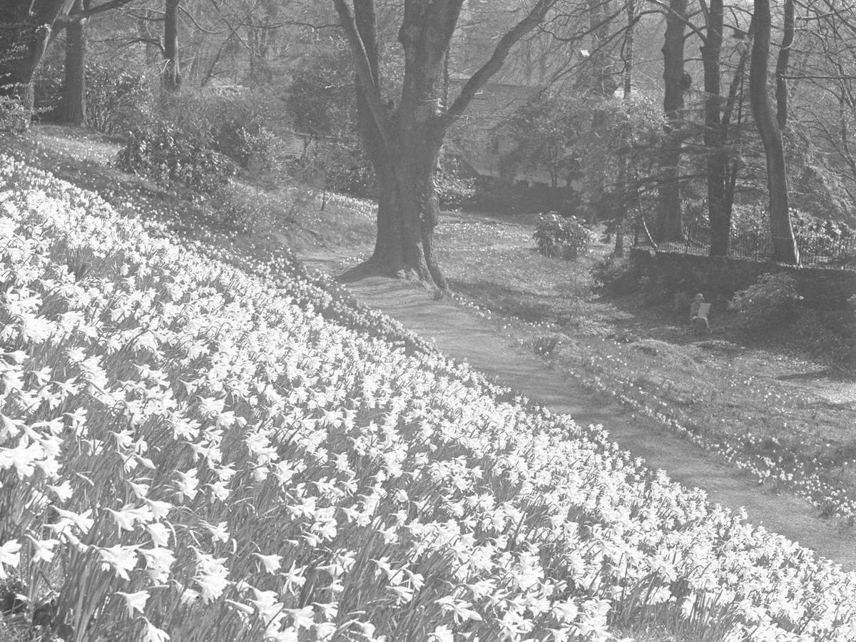 Daffodils on a Hillside