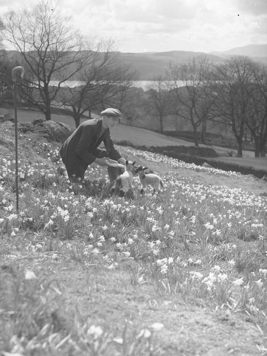 Feeding Lambs at Low Longmire