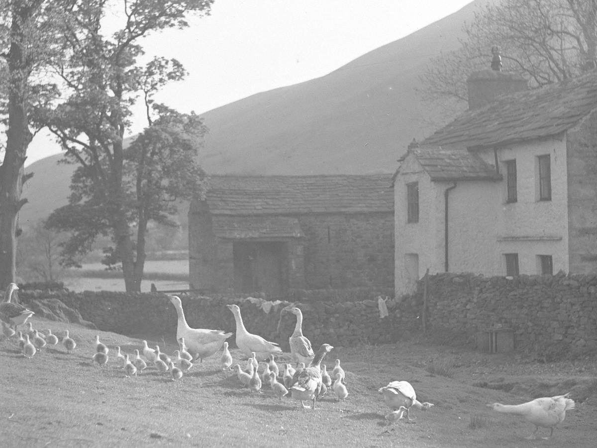 Geese in the Yorkshire Dales