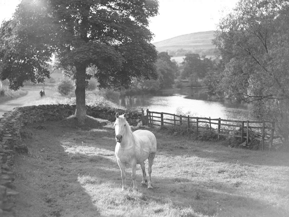 Horse in Yorkshire Dales Art UK