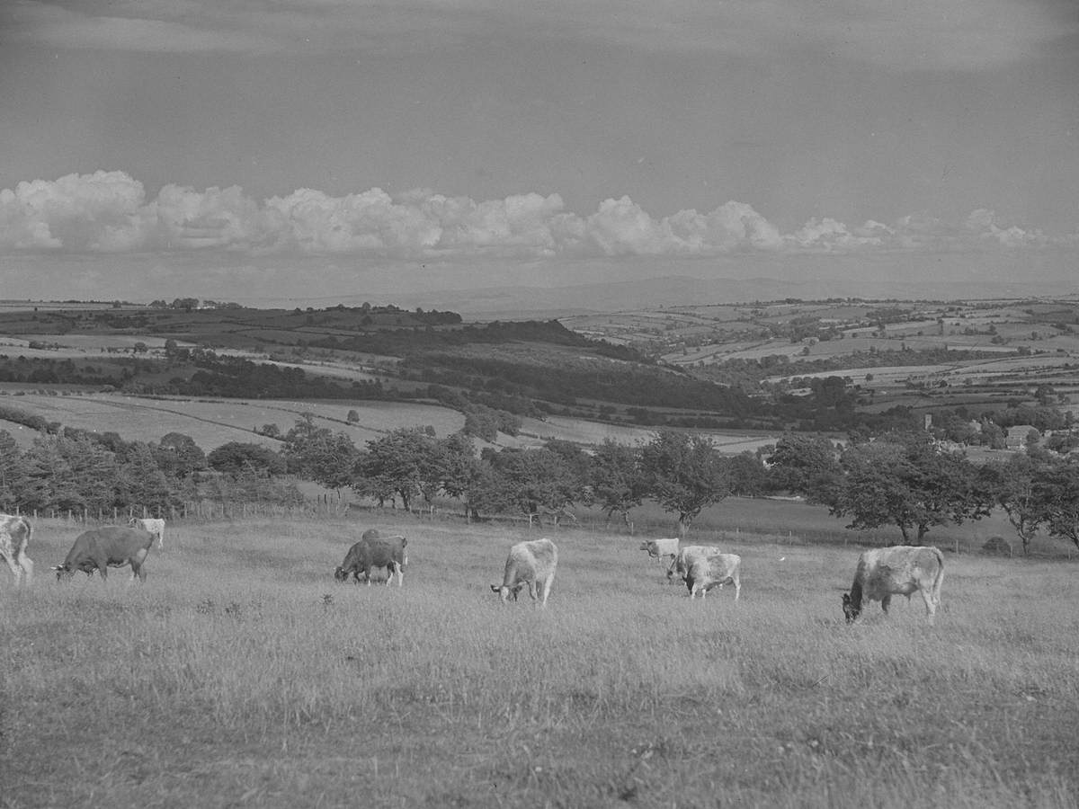 Cattle Grazing at Broomrigg