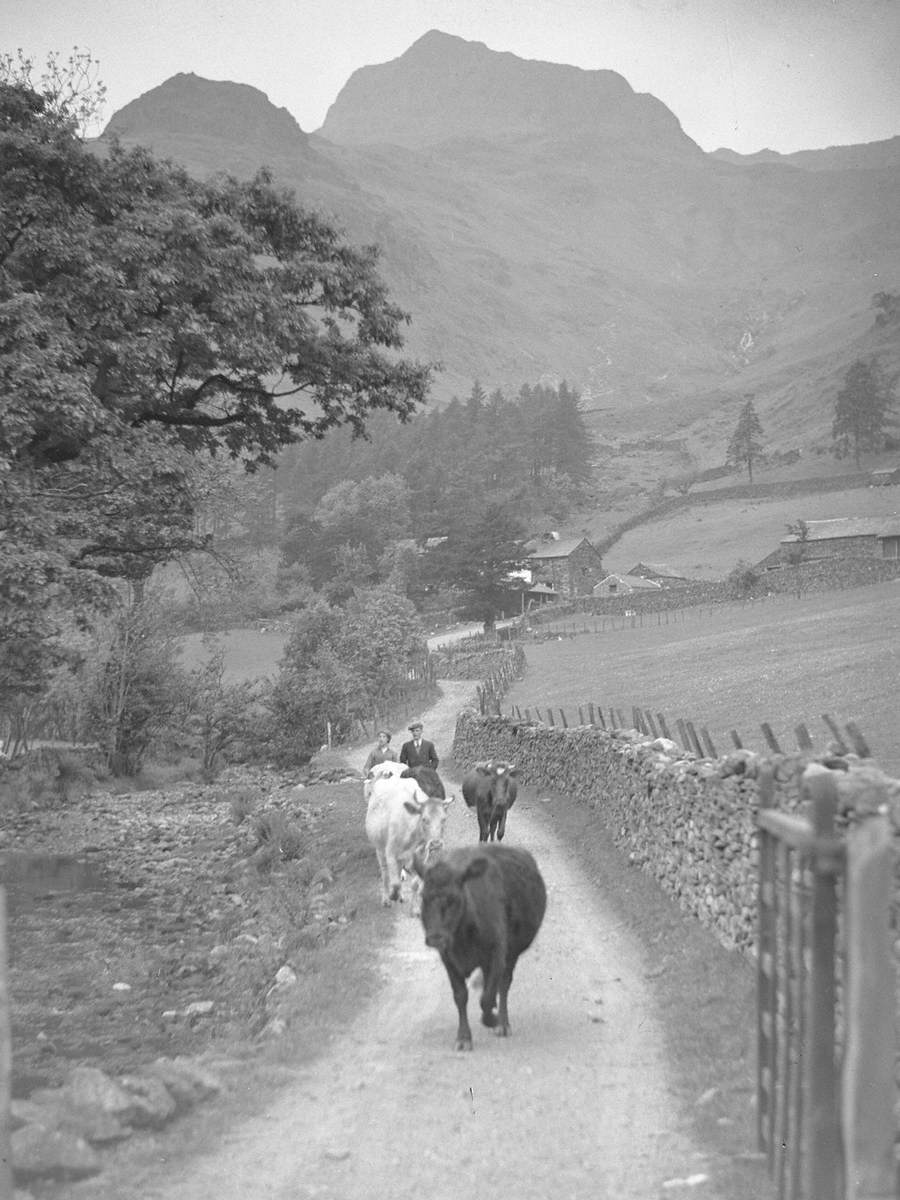 Cattle on Lane, Millbeck