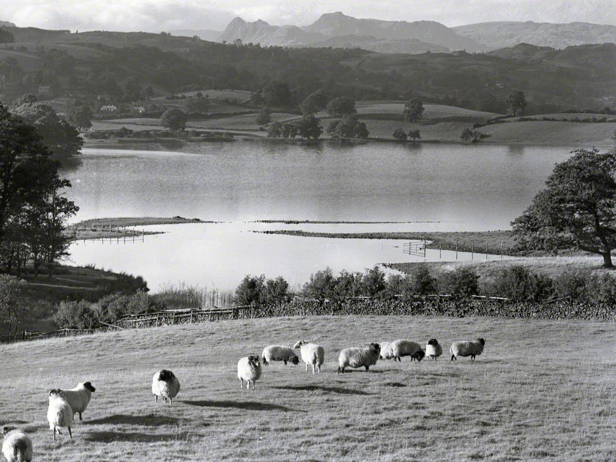 Sheep Grazing near Lake