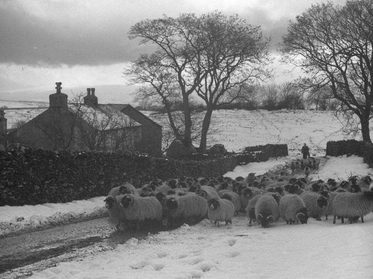 Sheep in Winter at Little Asby