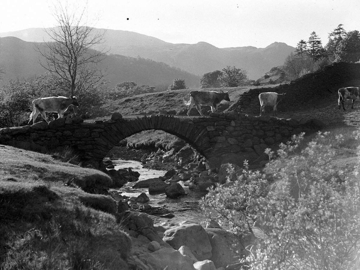 Cows on Bridge, Patterdale