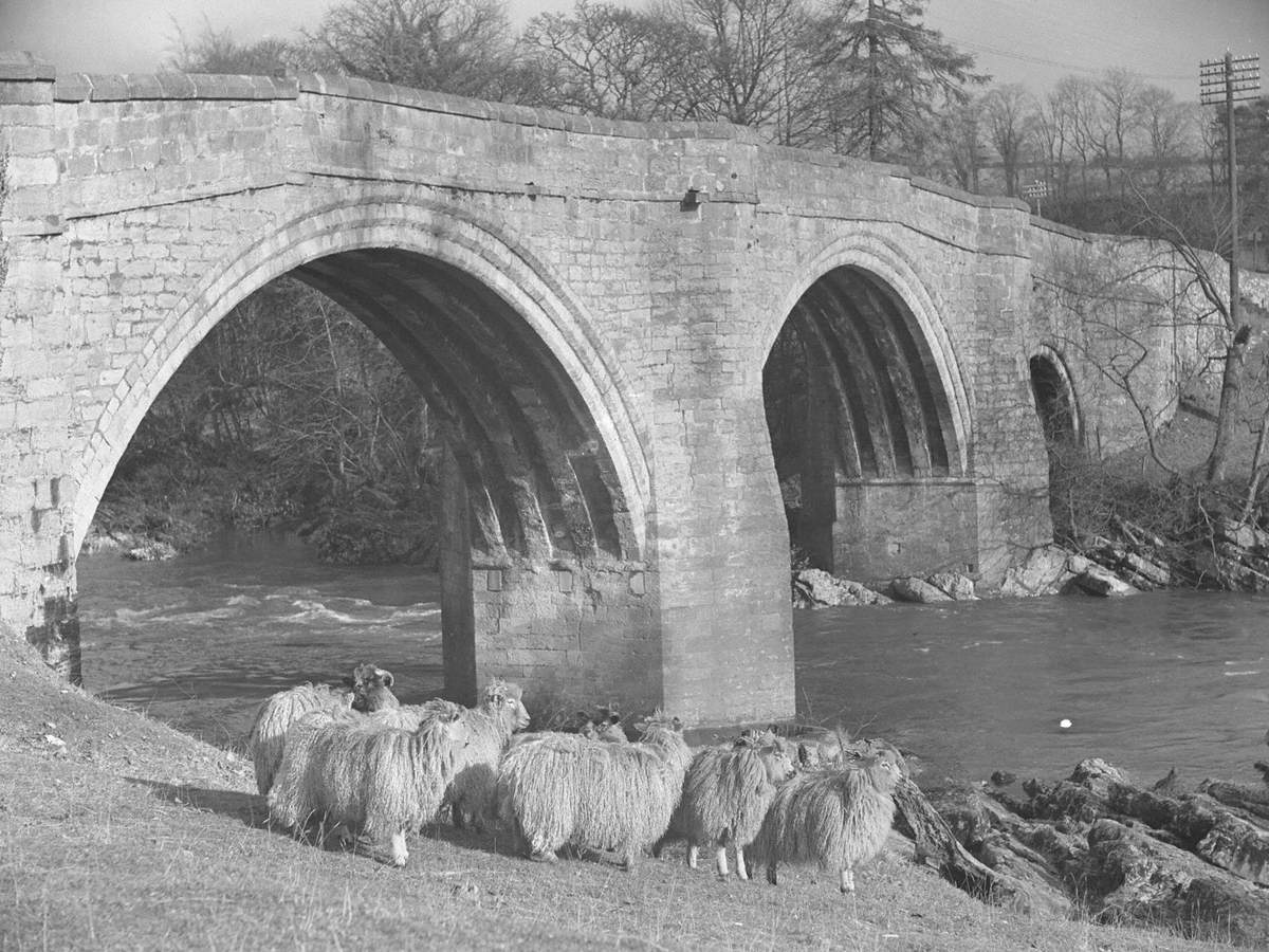 Sheep at Devil's Bridge