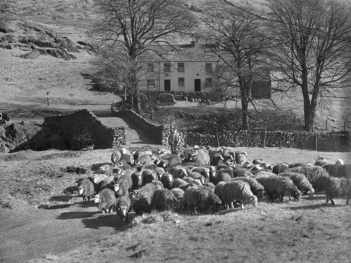 Herding Sheep at Hardknott Pass
