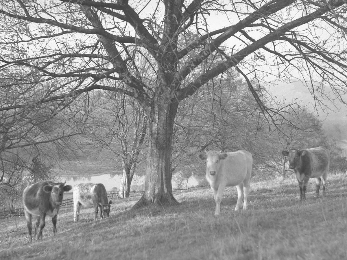 Cattle at Tock How