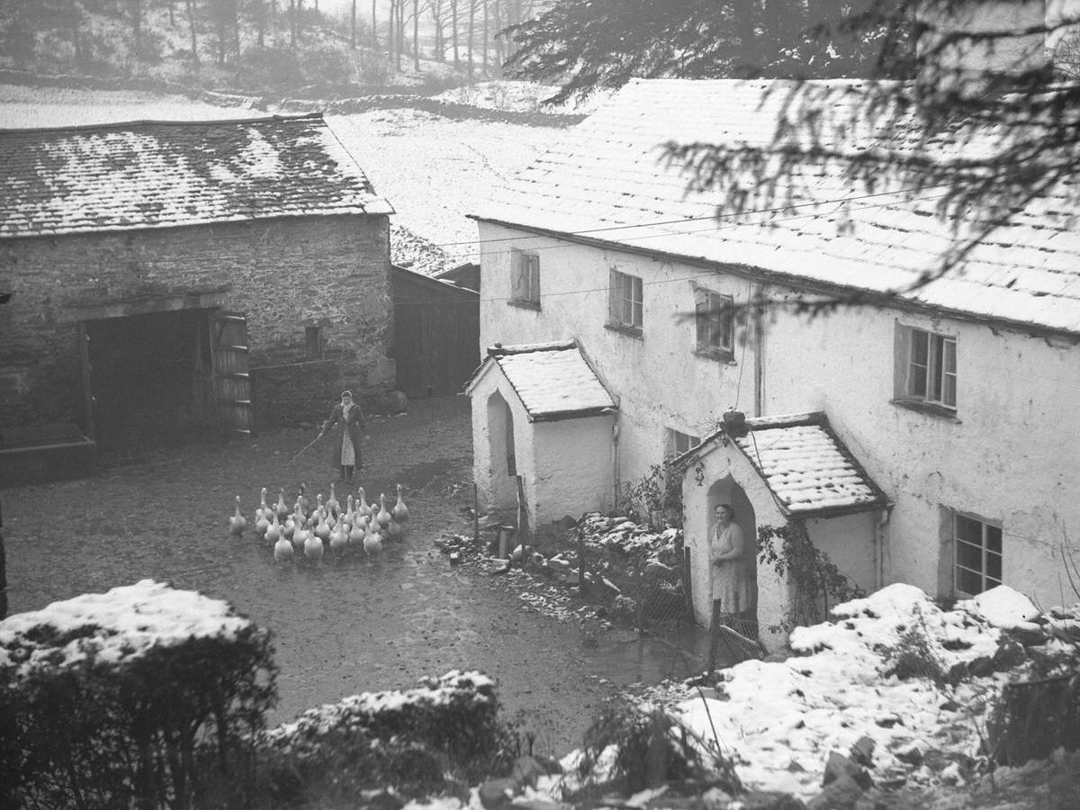 Herding Geese at Winster