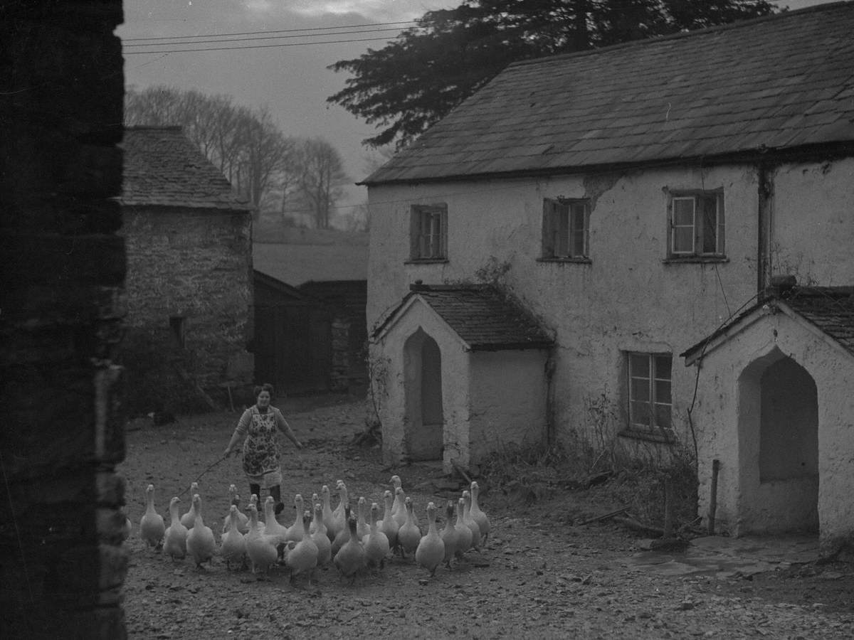 Herding Geese at Winster