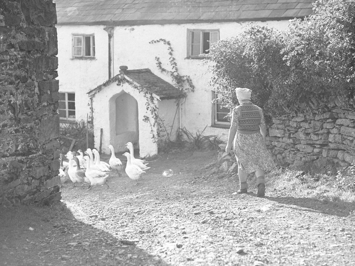 Herding Geese at Winster