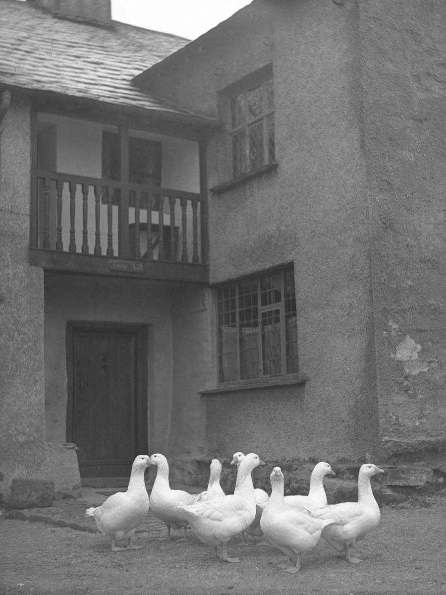 Geese at Hodge Hill Hall